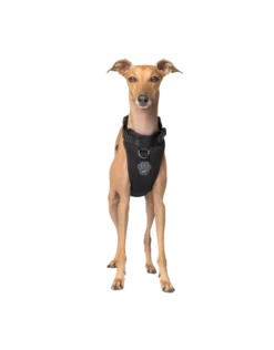 Canada Pooch Everything Harness Mesh