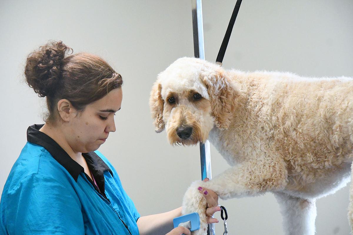 Front Page -4 PAWS MARKET Shop pet49